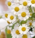 bouquet of daisies