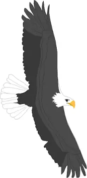 Giant bald eagle with outstretched wings