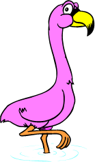 flamingo