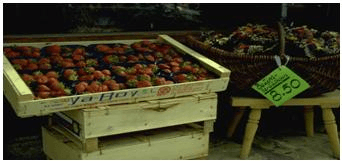 scene from a fruit market