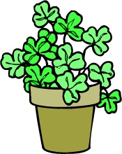 shamrock plant