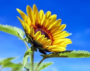 Bright yellow sunflower